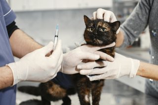chat malade